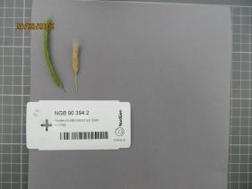 Click for 2 image(s) for this accession.